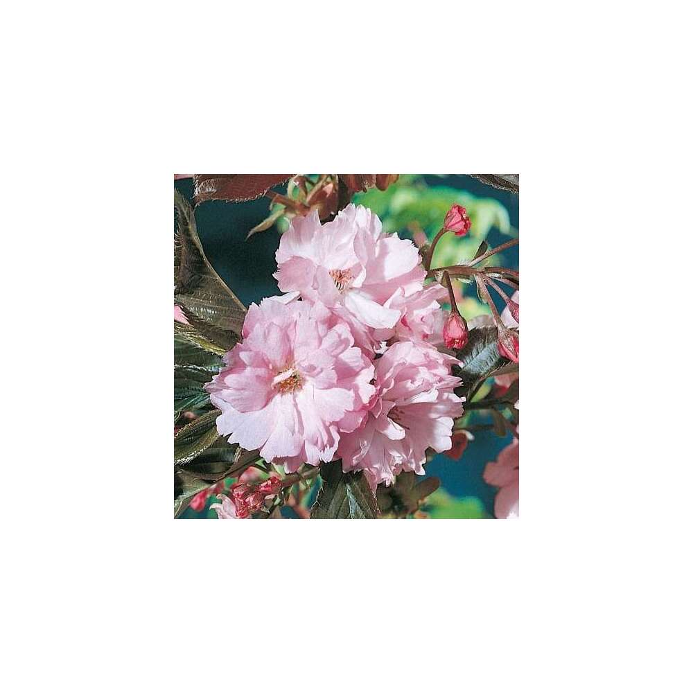 Prunus serrulata Royal Burgundy : Pot 15L