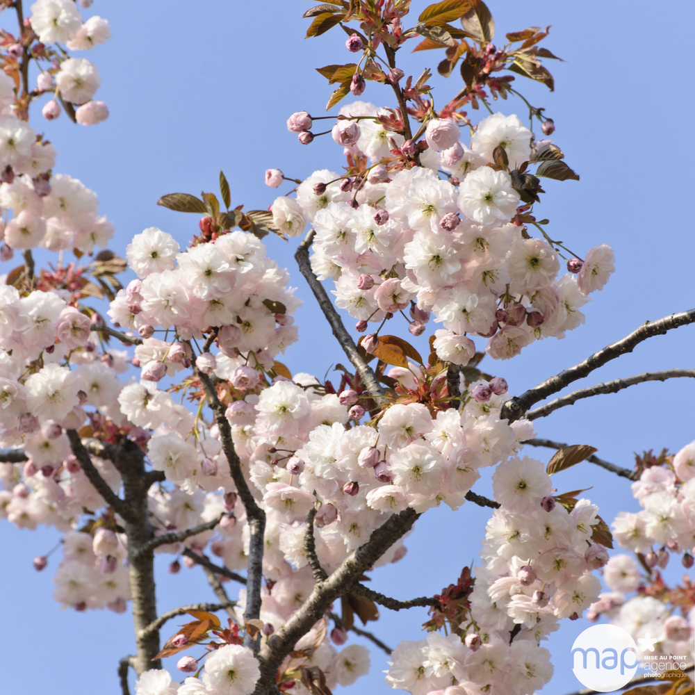 Prunus serrulata Shirofugen : 15 litres