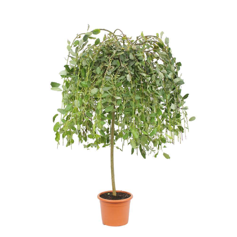 Salix caprea Pendula : conteneur 15 litres