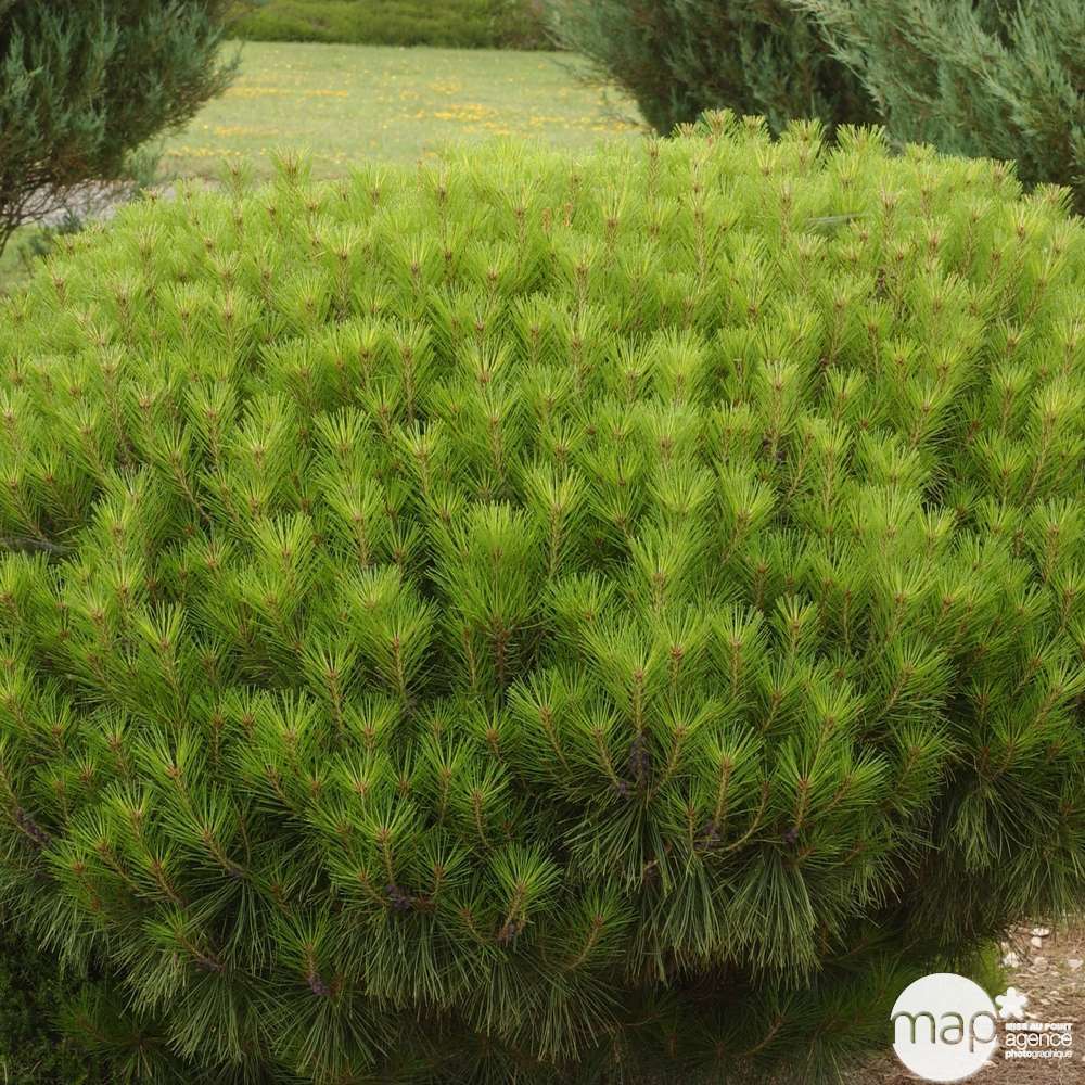 Pinus densiflora Alice verkade : H 30/40 cm : ctr 4 L