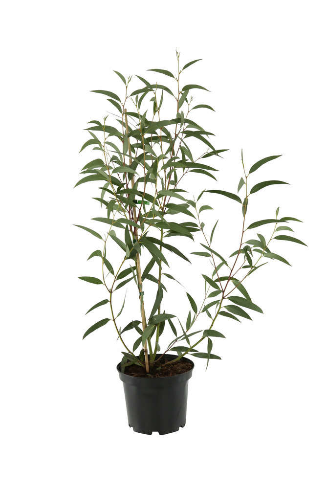 EUCALYPTUS IV Plante artificielle en pot 125cm