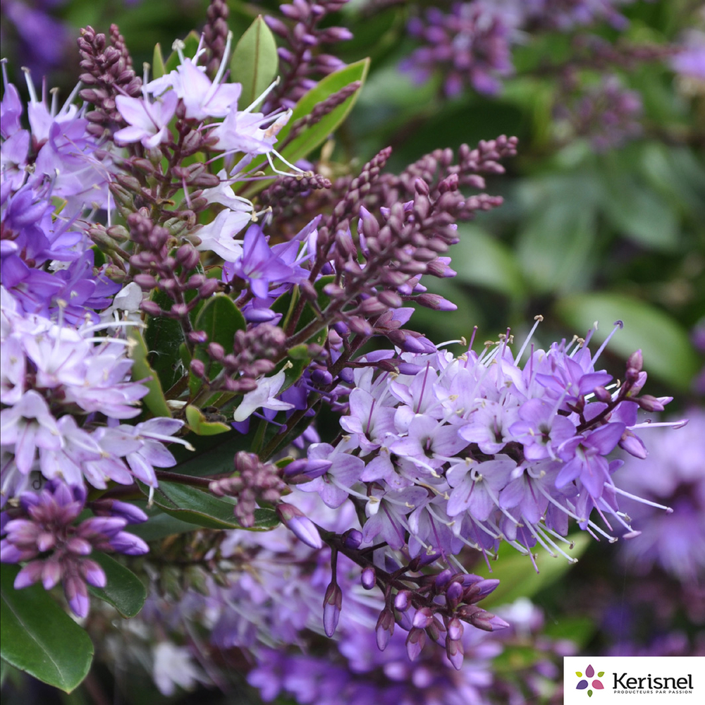 Hebe arbustive à fleurs : pot de 15 litres