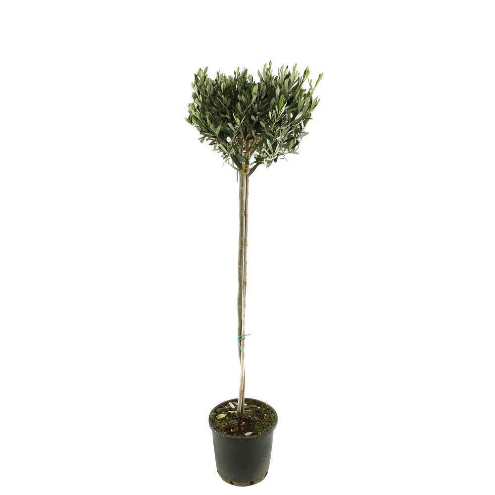 Olivier, Olea europeae : 120/130 CM demi tige forme libre pot 10L