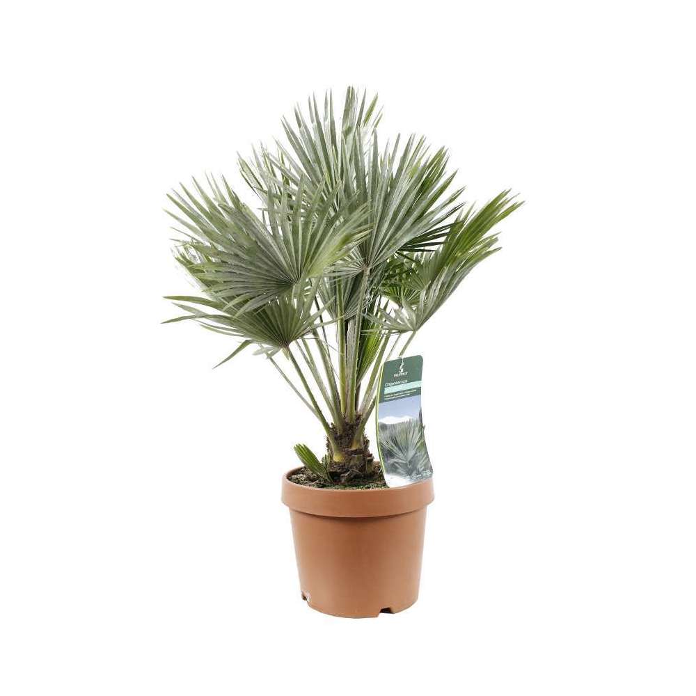 Chamaerops Humilis Vulcano : ctr 10 Litres