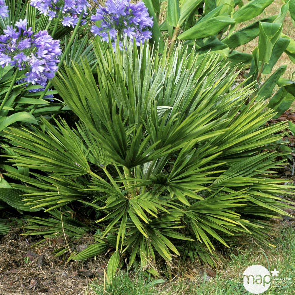 Chamaerops Humilis Vulcano : ctr 25 Litres