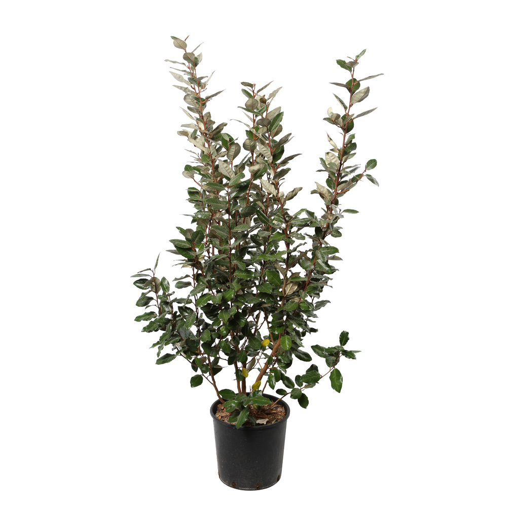 Elaeagnus x ebbingei : H 80/100 cm : ctr 10 litres
