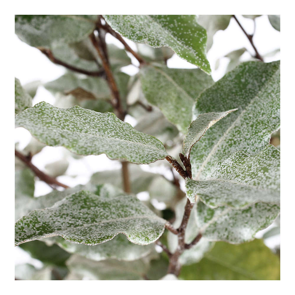 Elaeagnus x ebbingei : H. 40/60 cm : ctr 3 litres