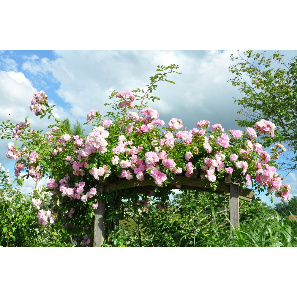 Rosier liane sur échelle 90/120 cm : pot 3L