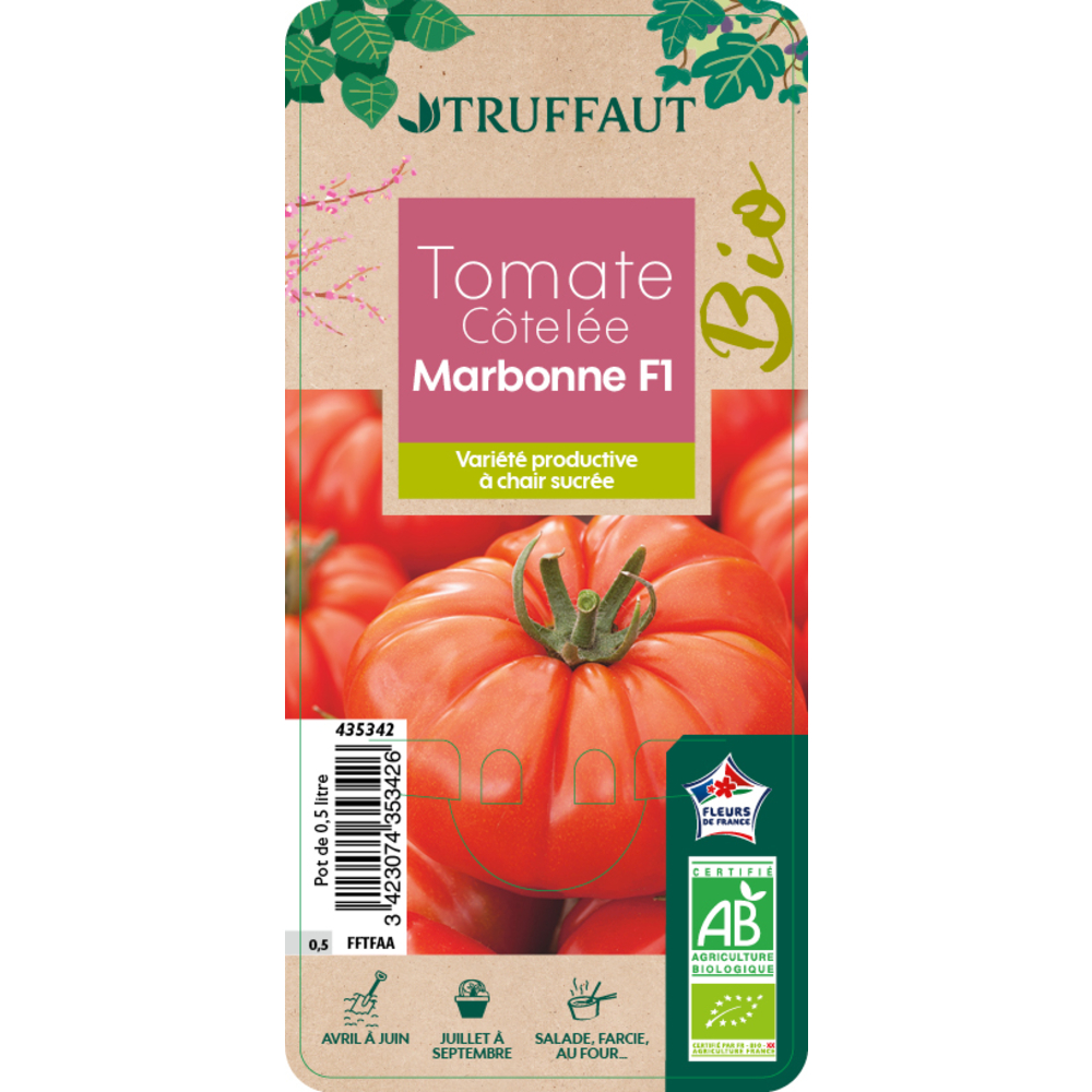 Plant de tomate 'Marbonne' F1 bio : pot de 0,5 litre