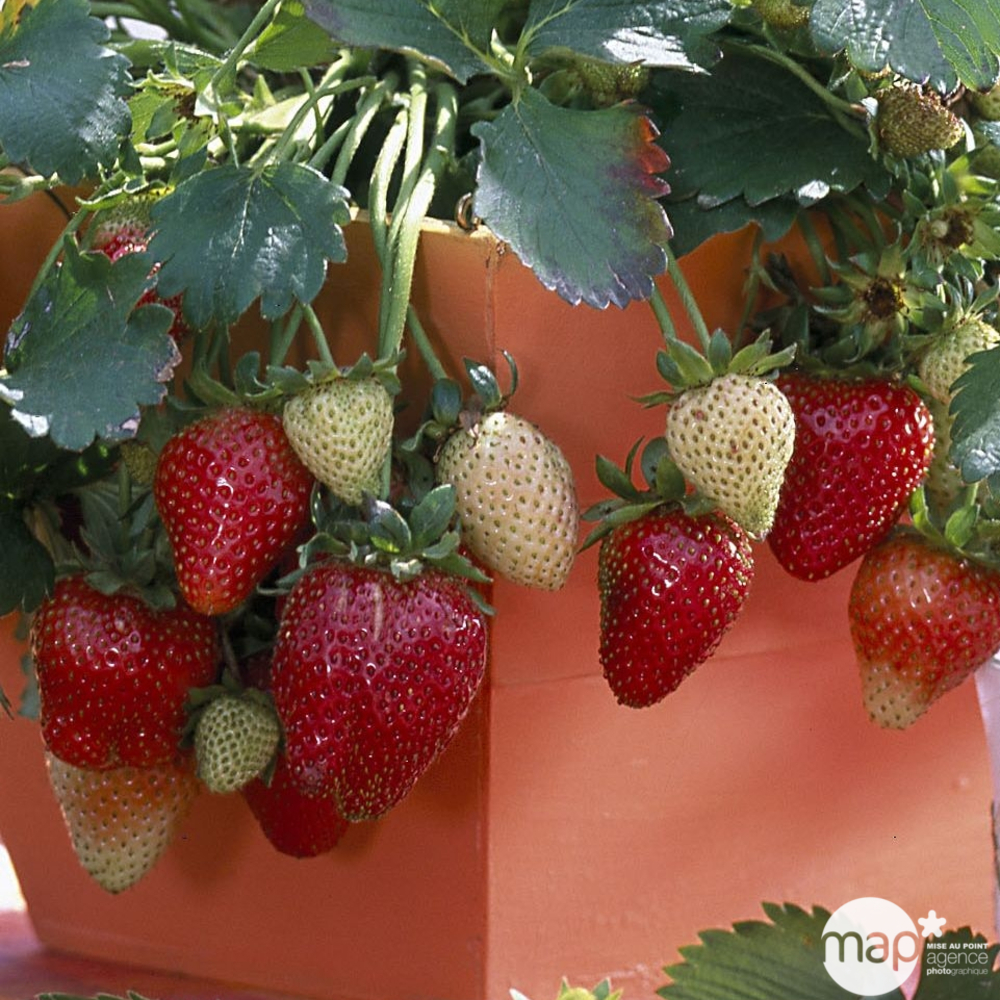 Plants de fraisiers 'Elan' : en suspension