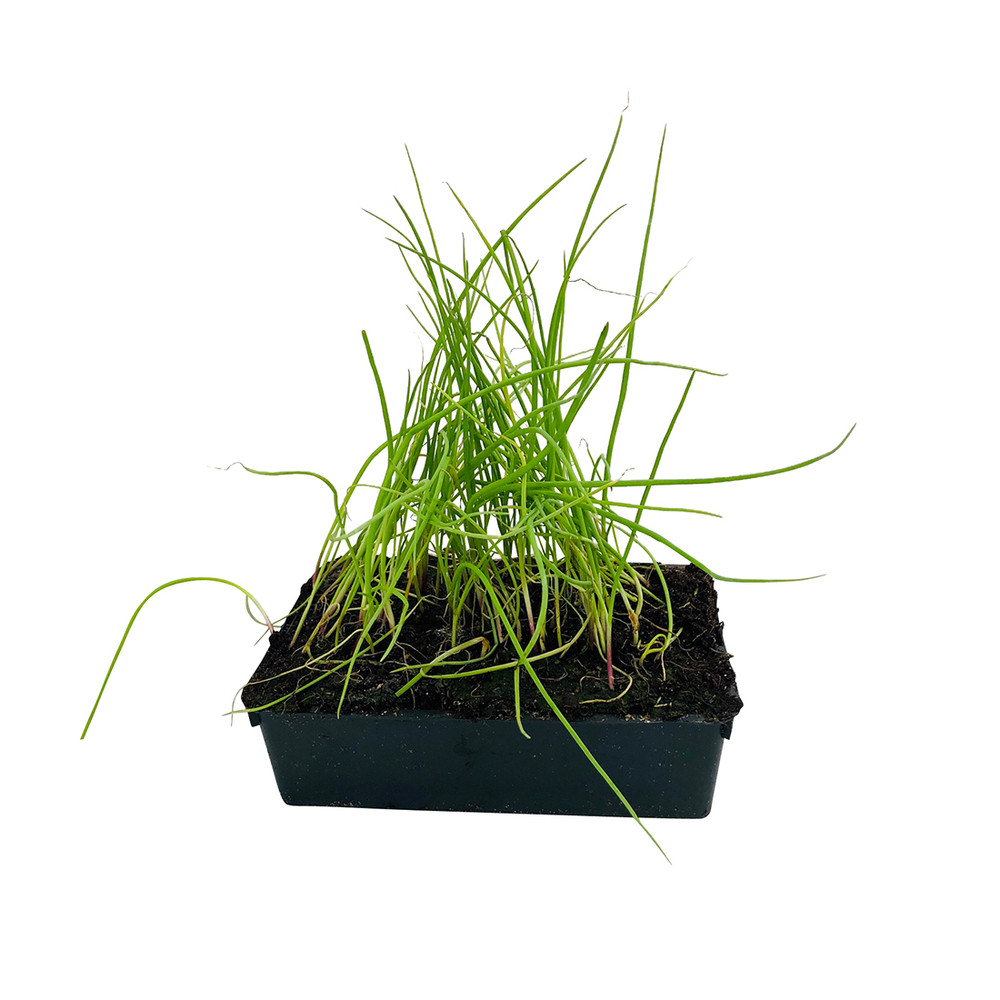 Plants d'oignons rouges 'Retano' : barquette de 50 plants