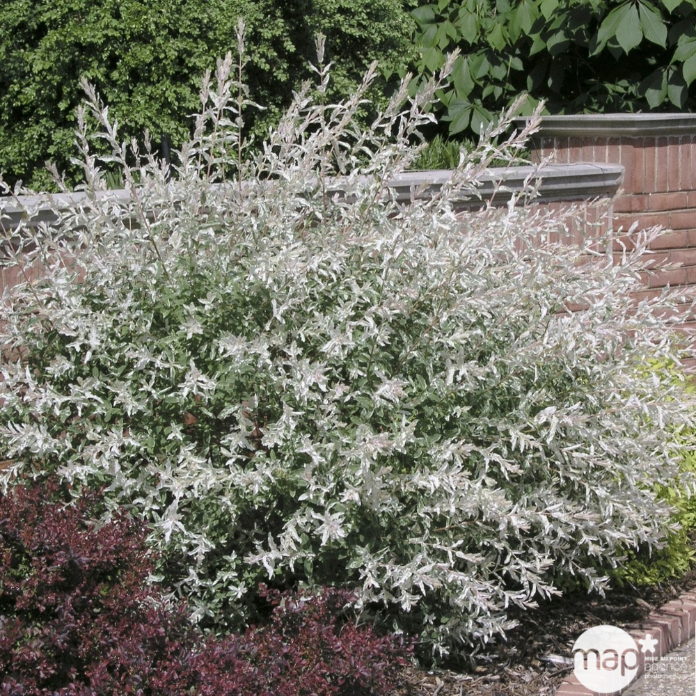 Salix integra ' Hakuro Nishiki ' : ctr 12 litres