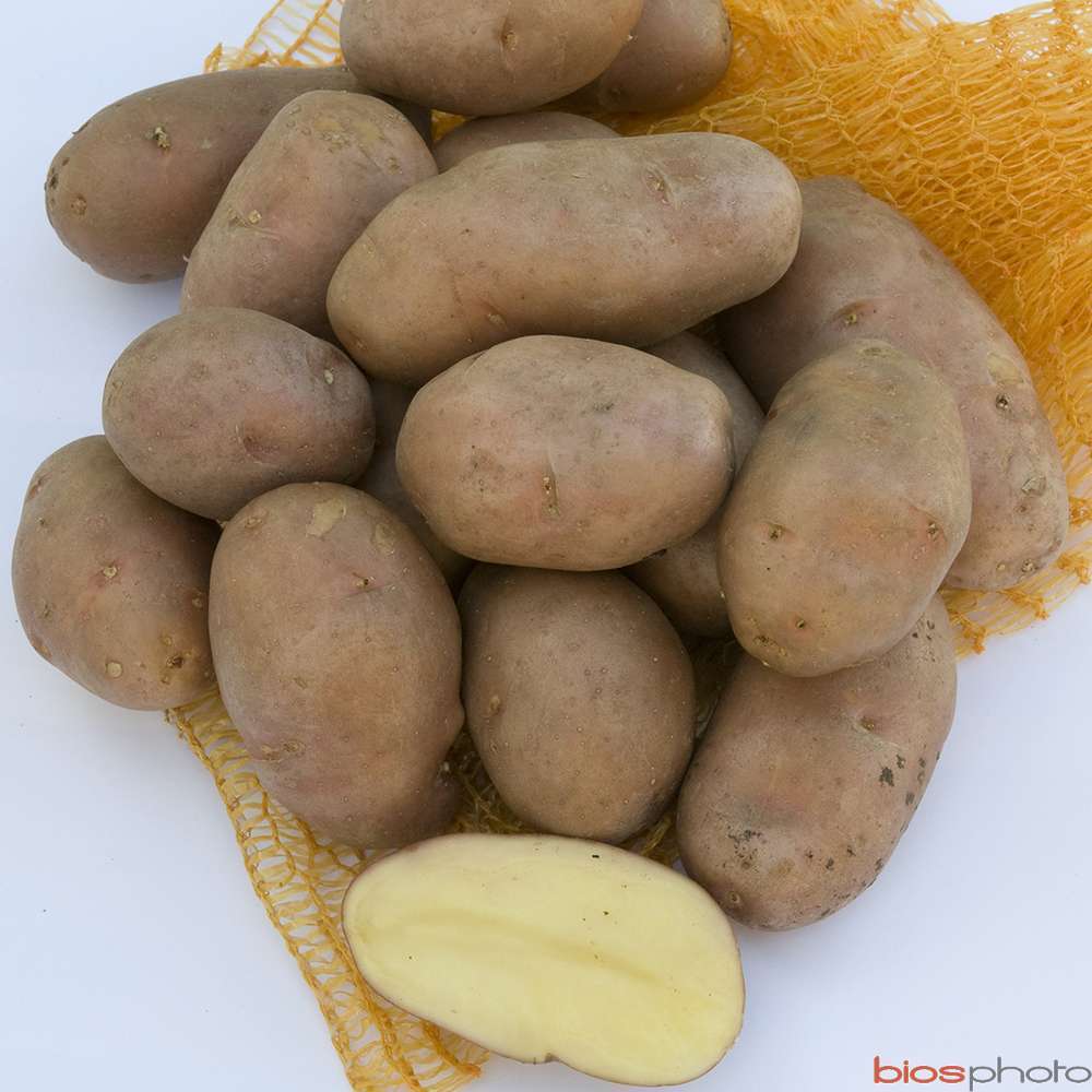 Plants de pommes de terre 'Rosabelle' en filet x10