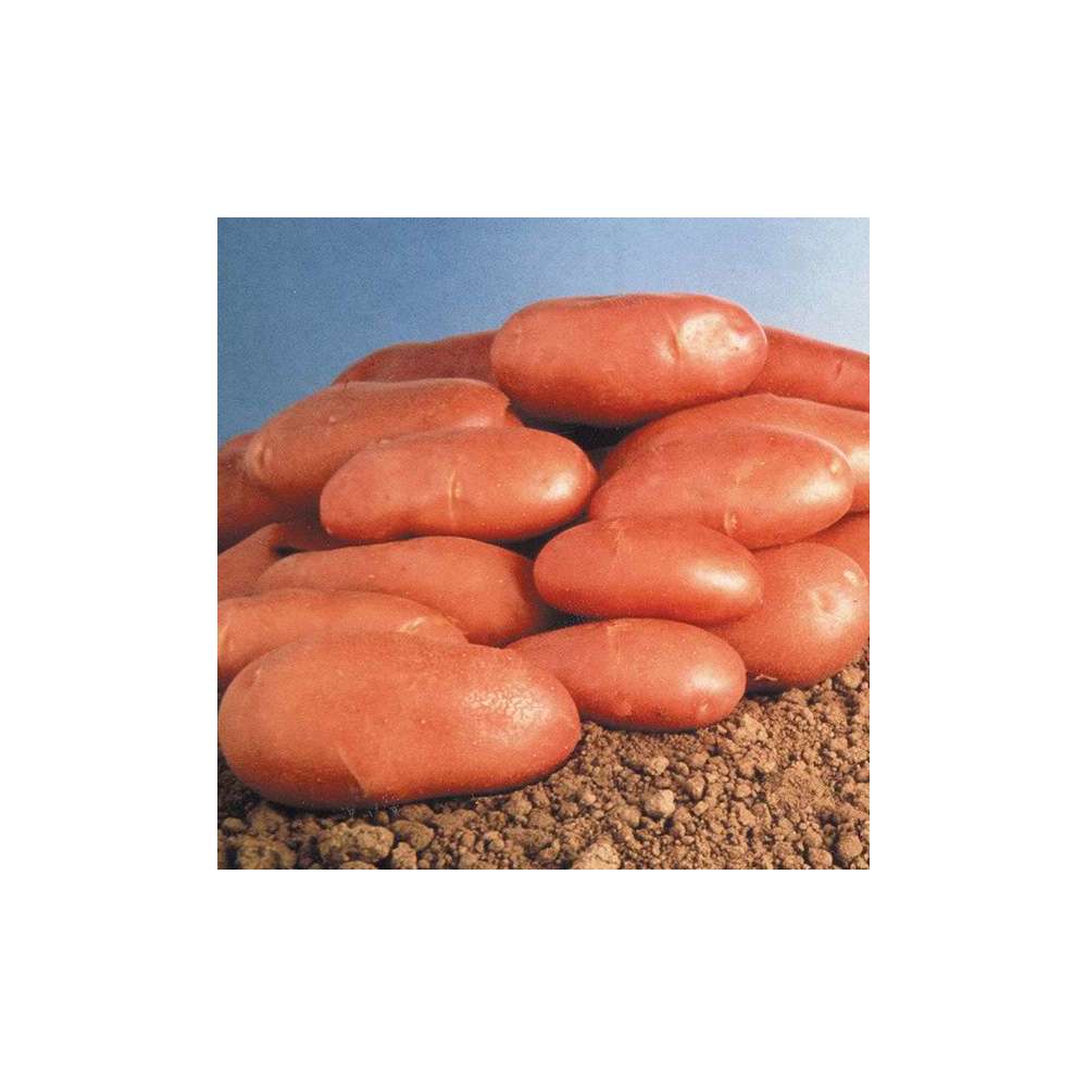 Plants de pommes de terre 'Stemster' en clayette x25