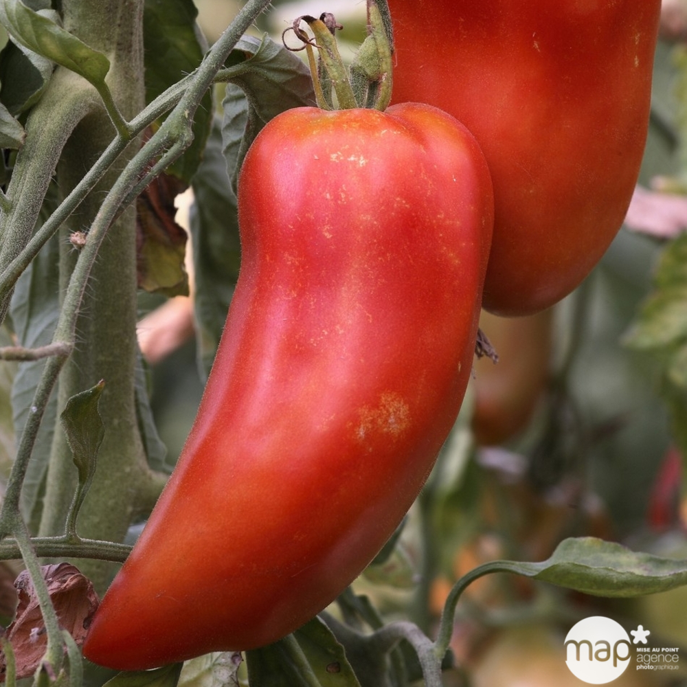 Tomate 'Andine Cornue' bio : pot 1L