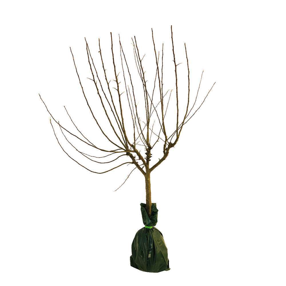 Pommier Court Pendu Gris : prêt à planter