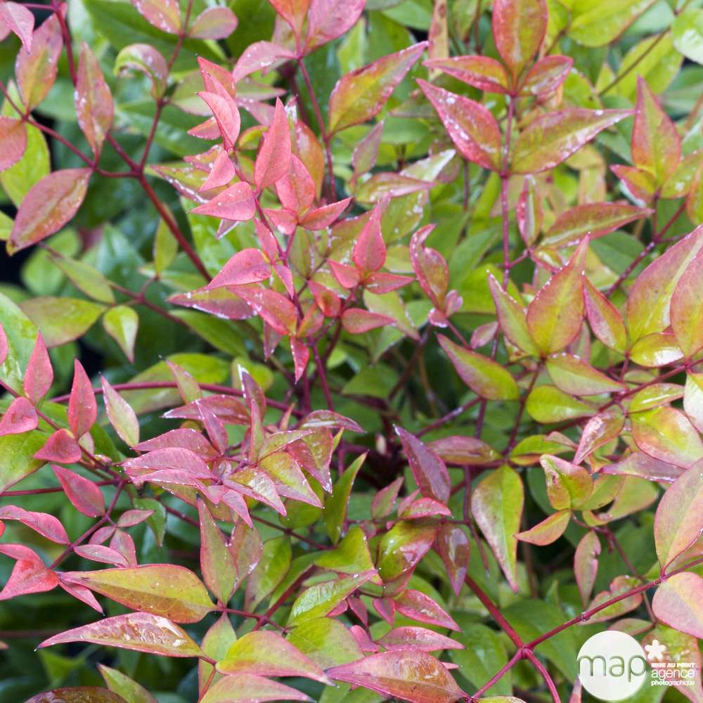 Nandina domestica 'Gulf Stream' : 5L | Truffaut