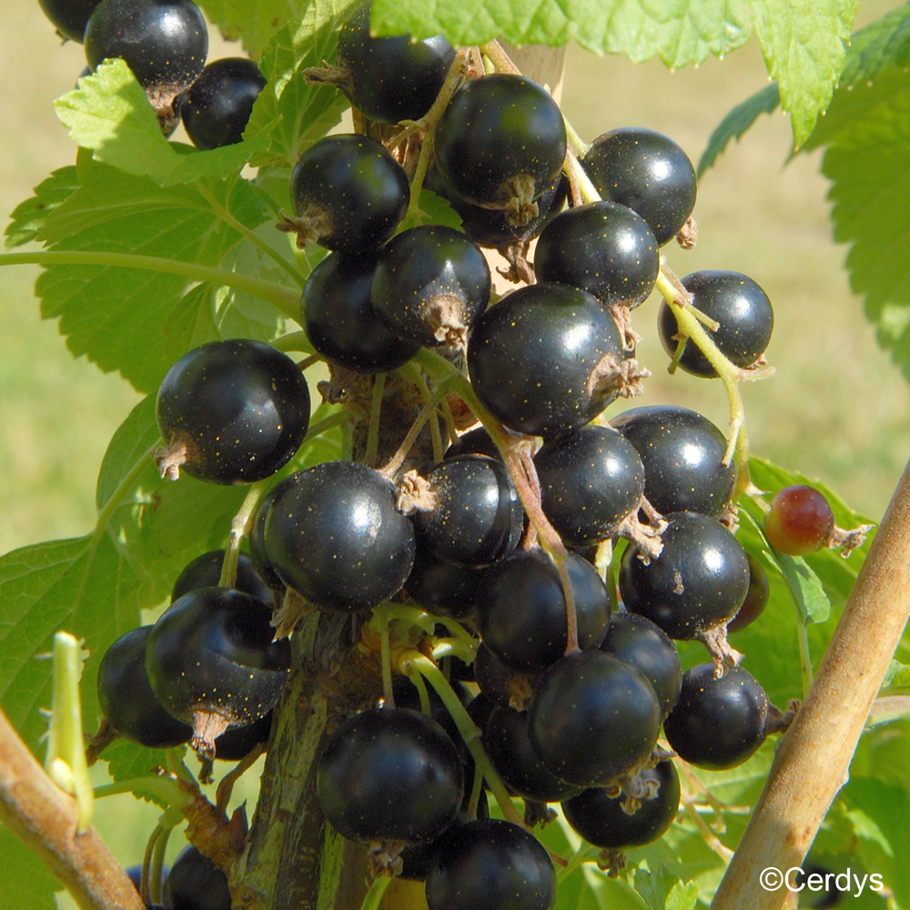 Cassissier 'Black Down' : pot de 1,5 litres