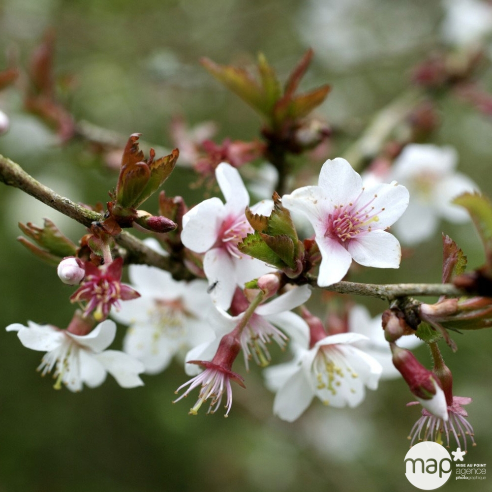 Prunus incisa Kojo No Mai : pot 3L