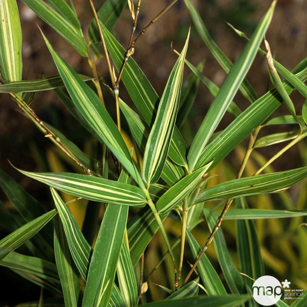 Bambou moyen phyllostachys aurea: jardinière de 60 litres