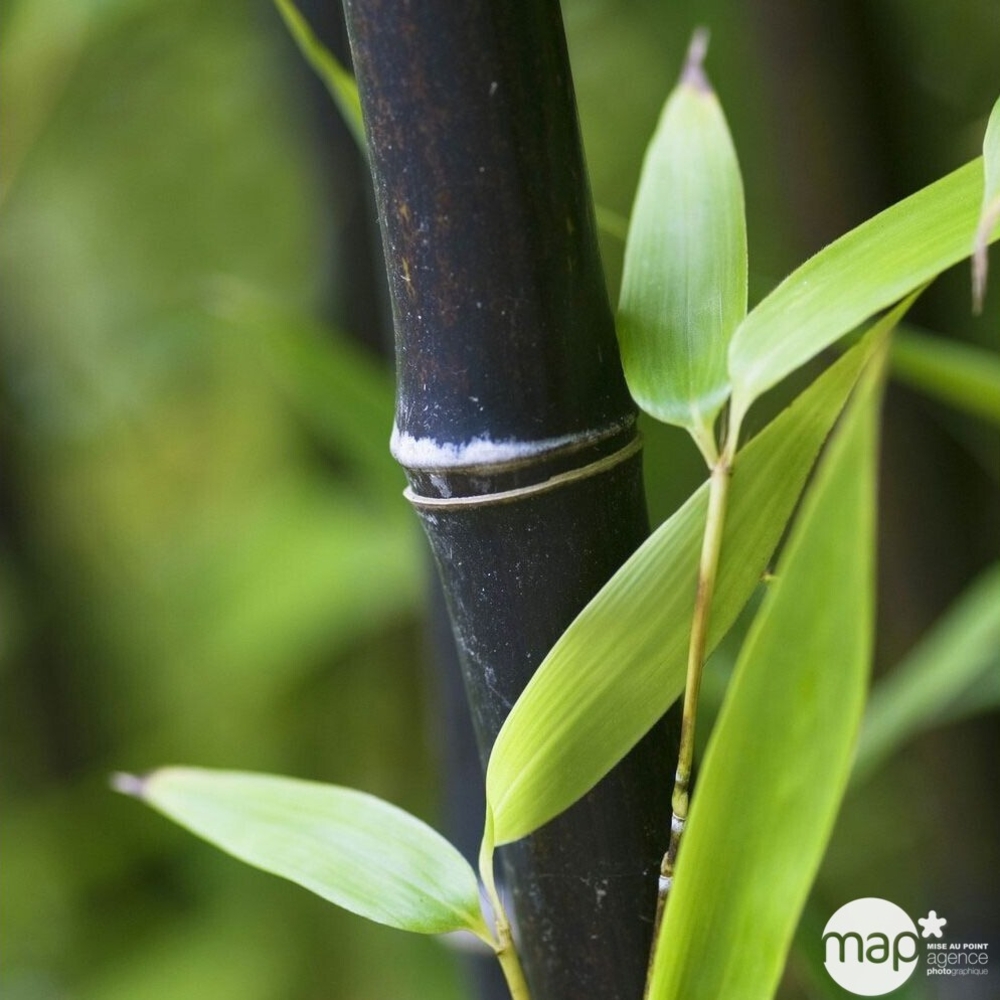 Phyllostachys Nigra 150/200 cm - Pot 15L