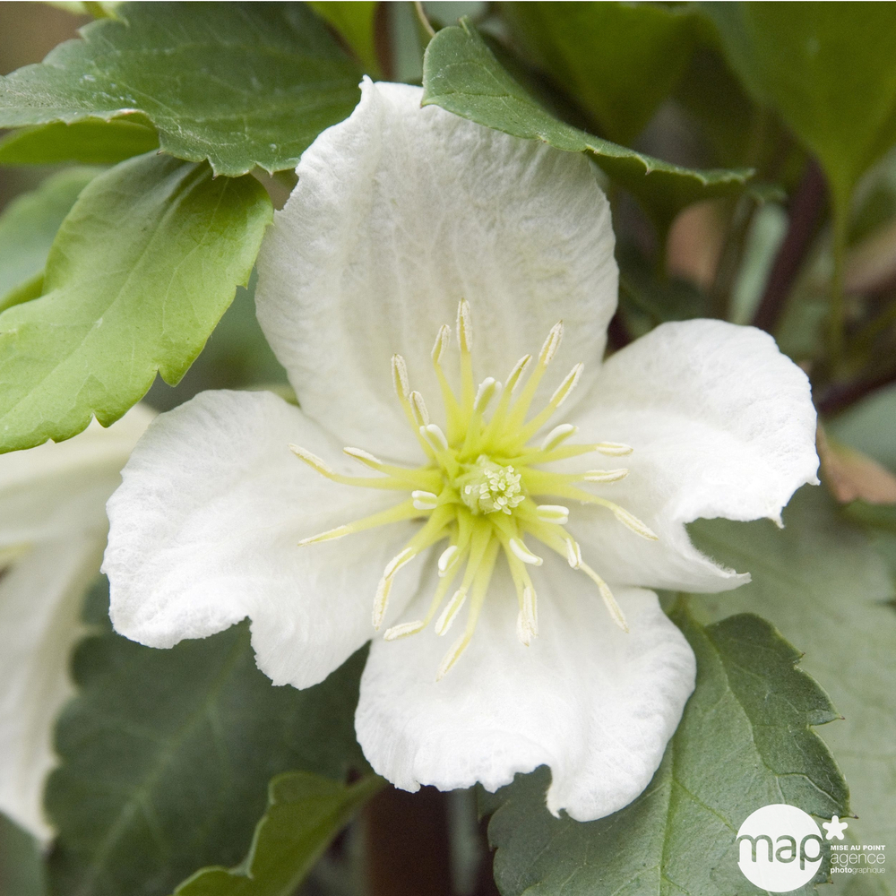 Clématite 'Jingle Bell's' : pot 3L