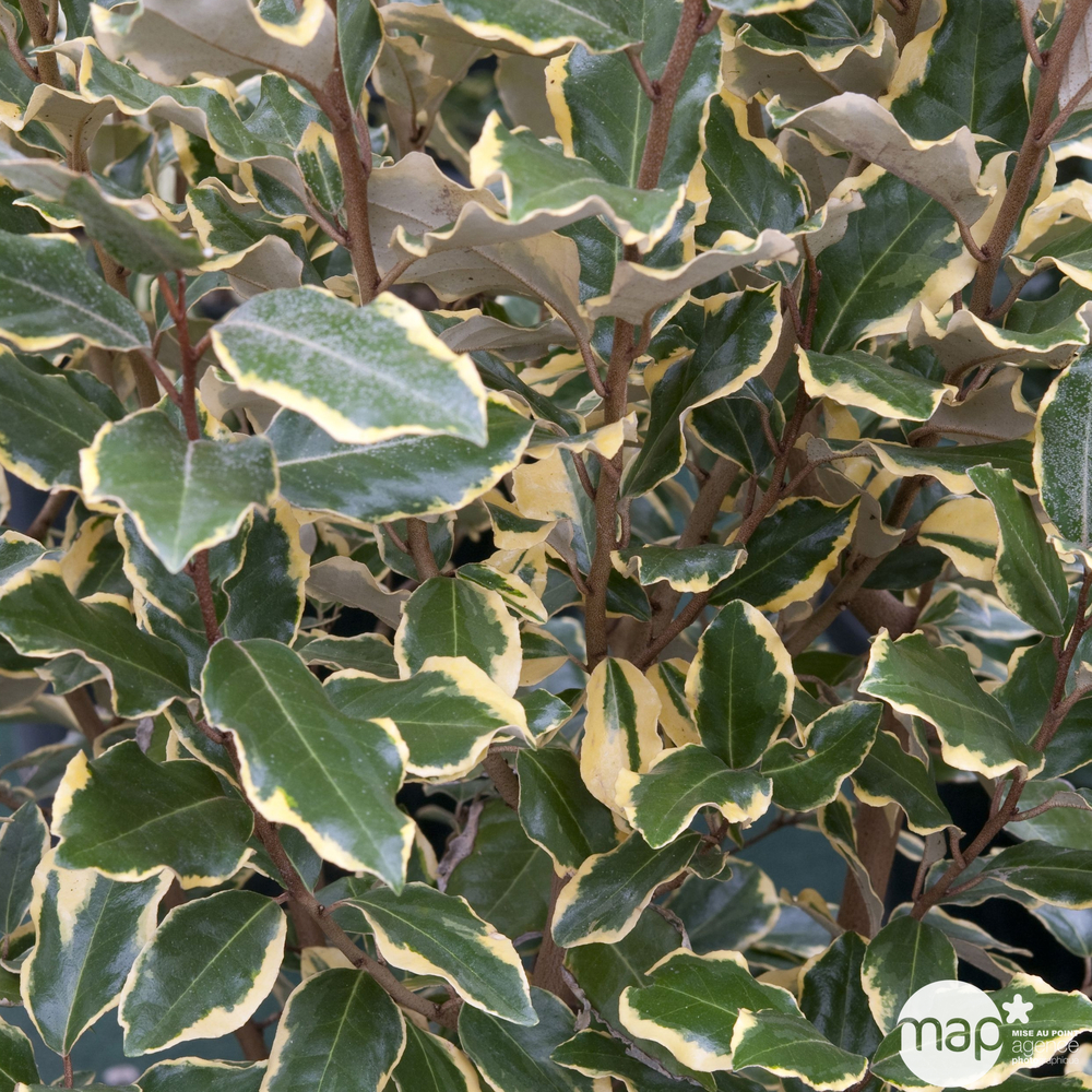 Elaeagnus x ebbingei ' Viveleg ': conteneur 7,5 litres