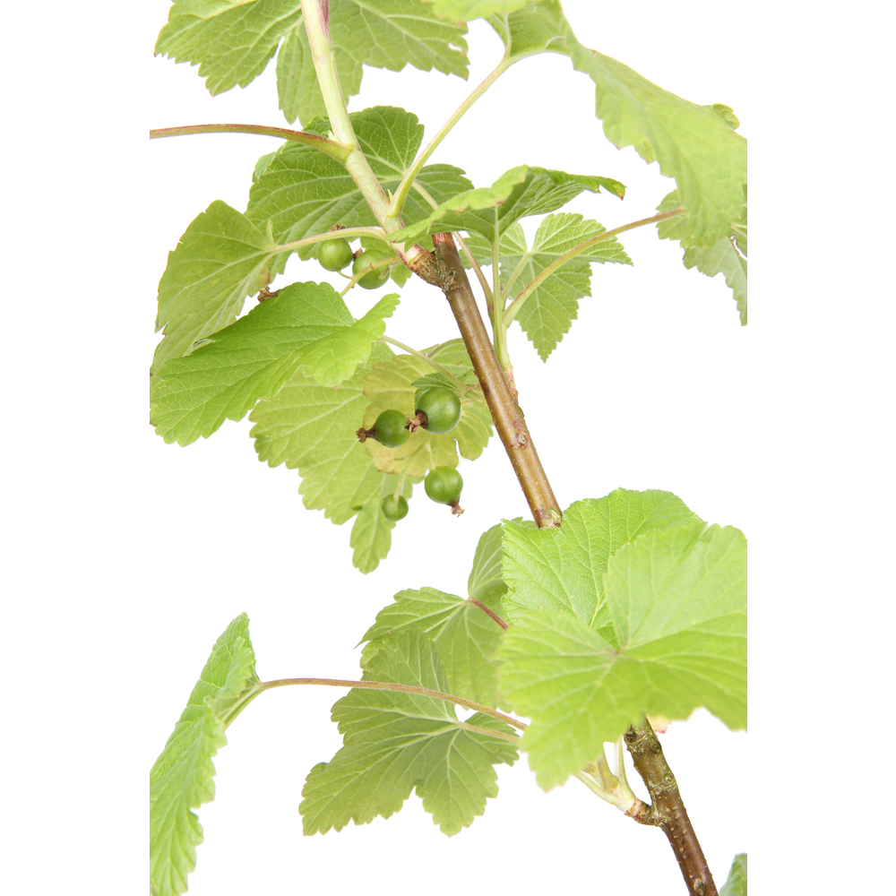 Cassissier 'Andega' bio : pot de 3 litres