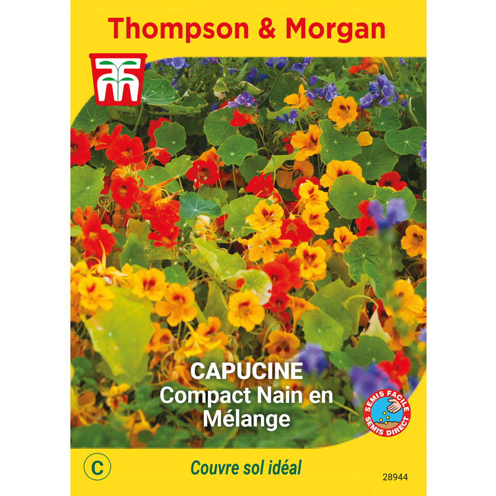 Capucine Compact Nain en Mél.