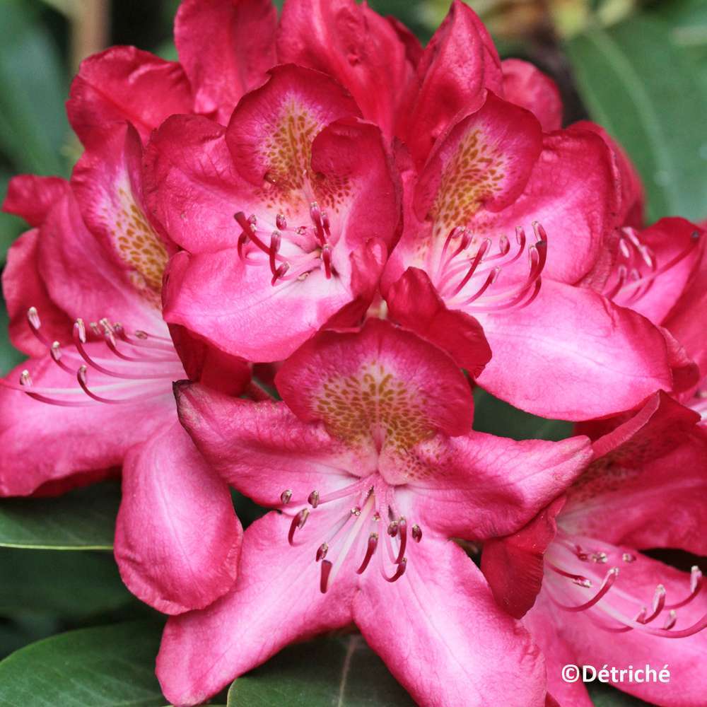 Rhododendron x 'Feu de juin', cont. 7L