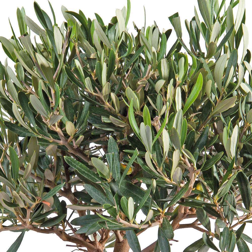 Olivier, Olea europeae : demi tige pot 15L