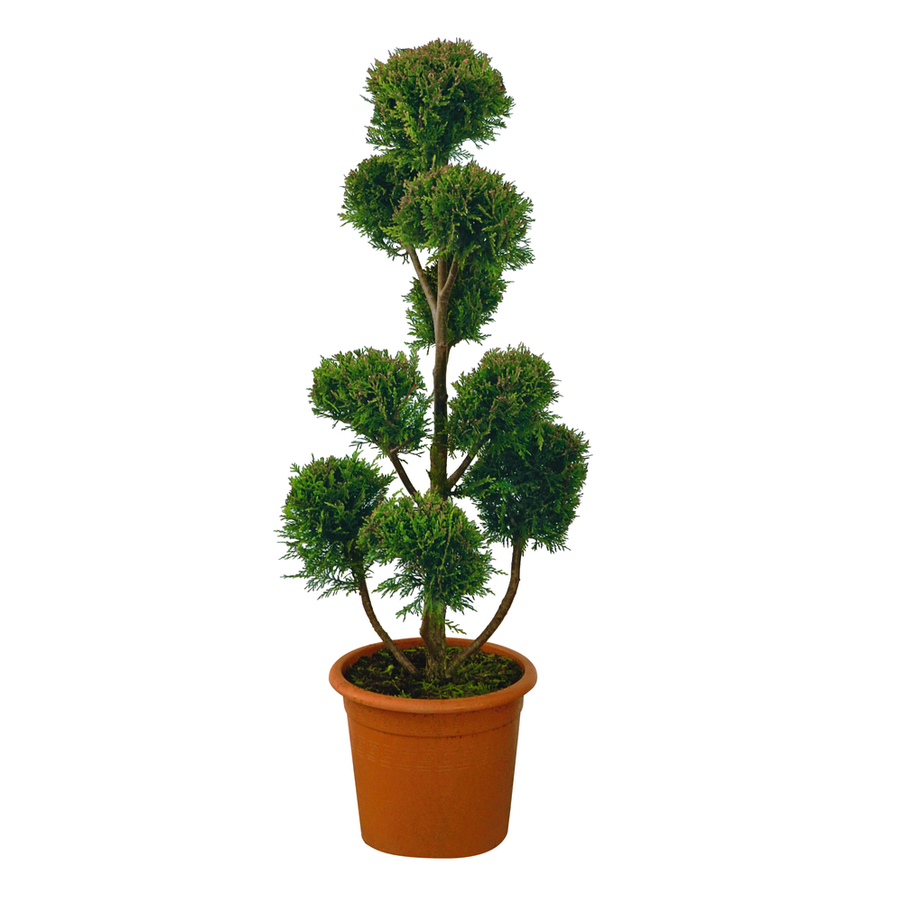 Cupressocyparis Leylandii'Castlewellan Gold'