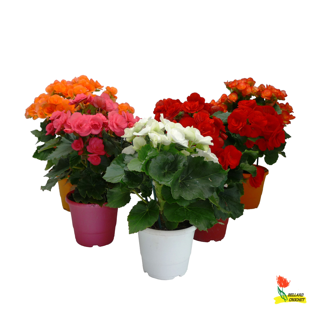 Bégonia 1 pied : pot Cepia d. 15cm