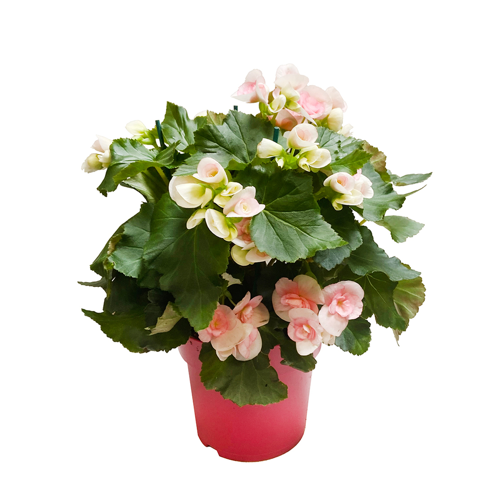 Bégonia : 2 pieds, D17cm - Coloris variables