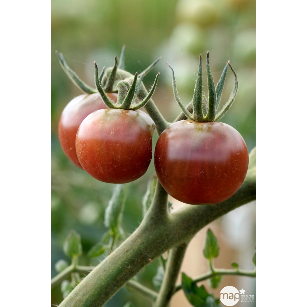 Plant de tomate 'Black Cherry' F1 : pot de 0,5 litre
