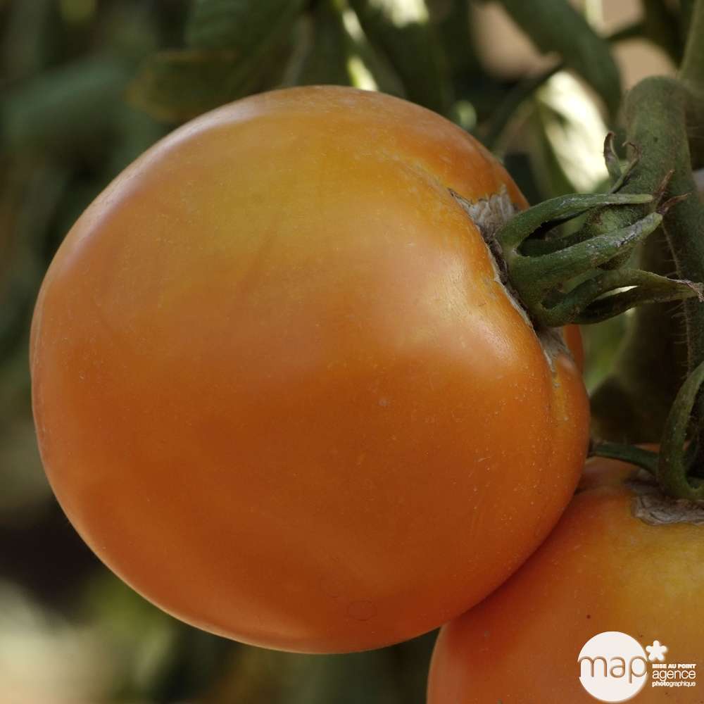 Tomate Orange Queen comment la cultiver et l'utiliser
