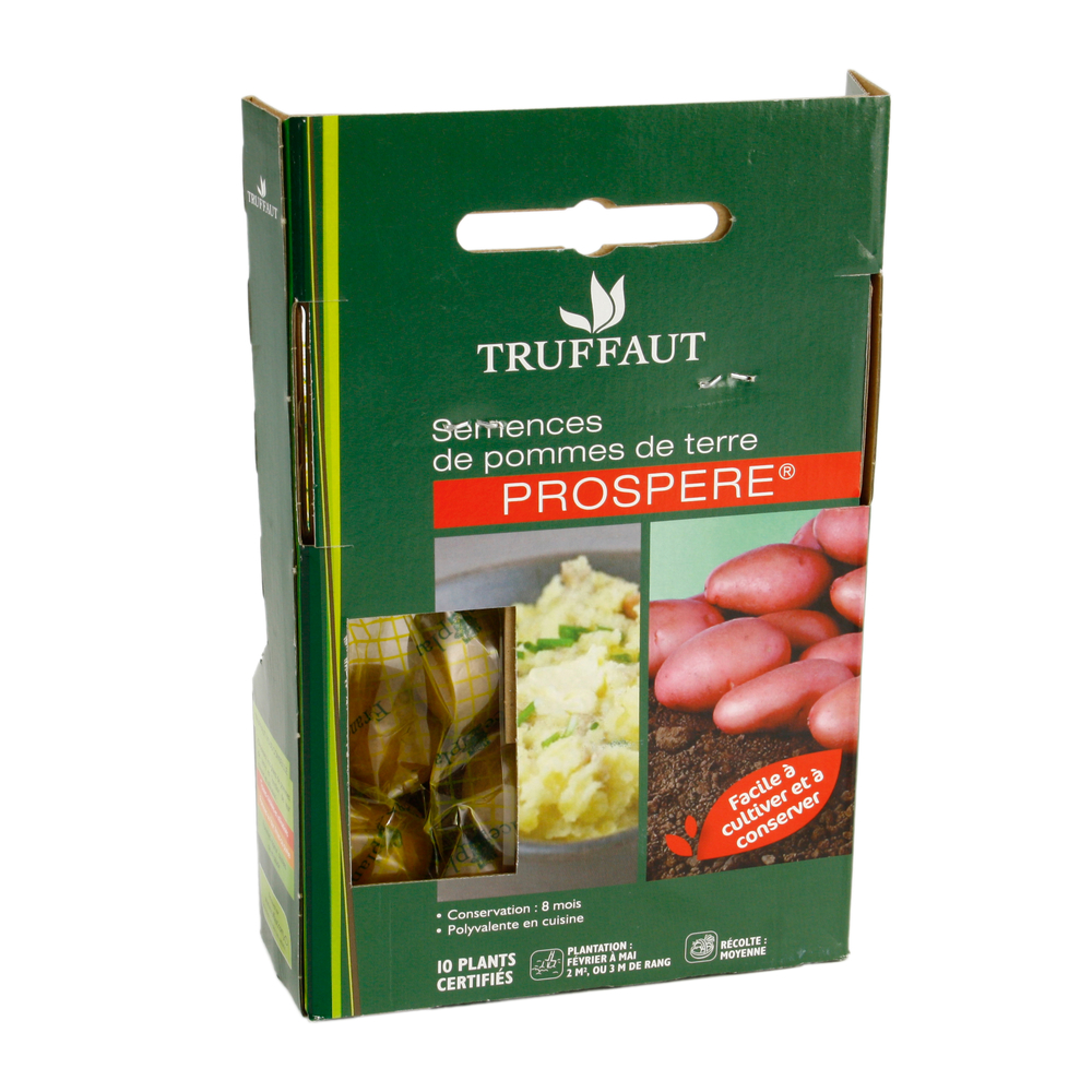 Plants de pommes de terre 'Stemster' en filet x10