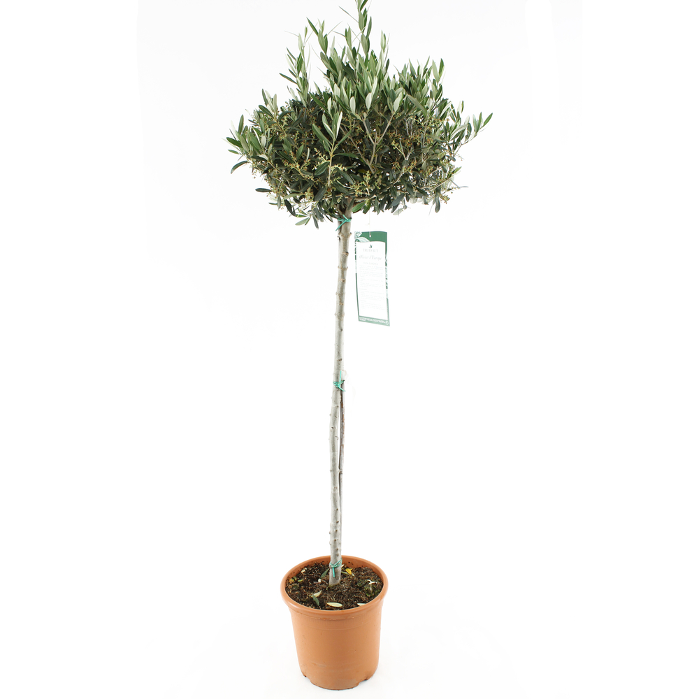 Olivier, Olea europaea, sur tige H120/140cm : pot D24cm