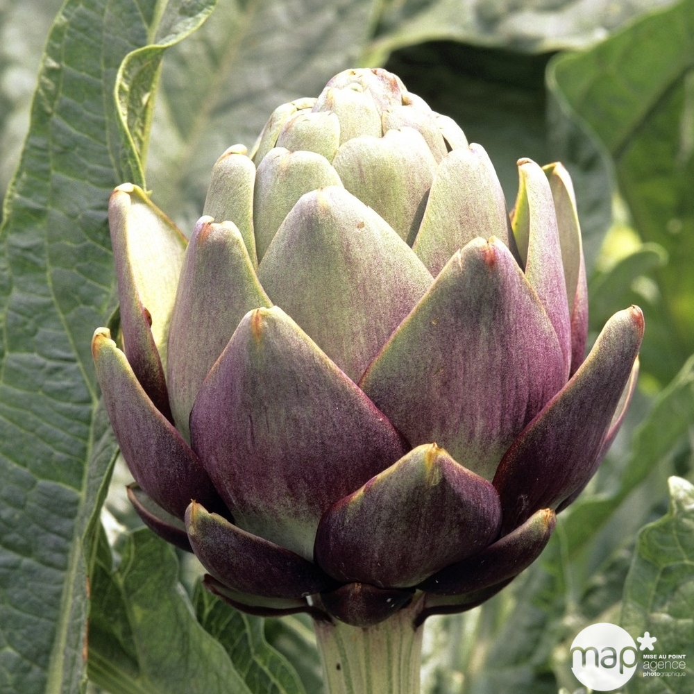Plant d'artichaut violet 'Amethyste' F1 : pot de 2,5 litres