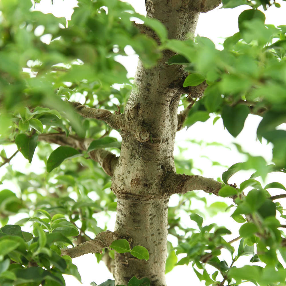 Bonsaï Ligustrum: 12 ans