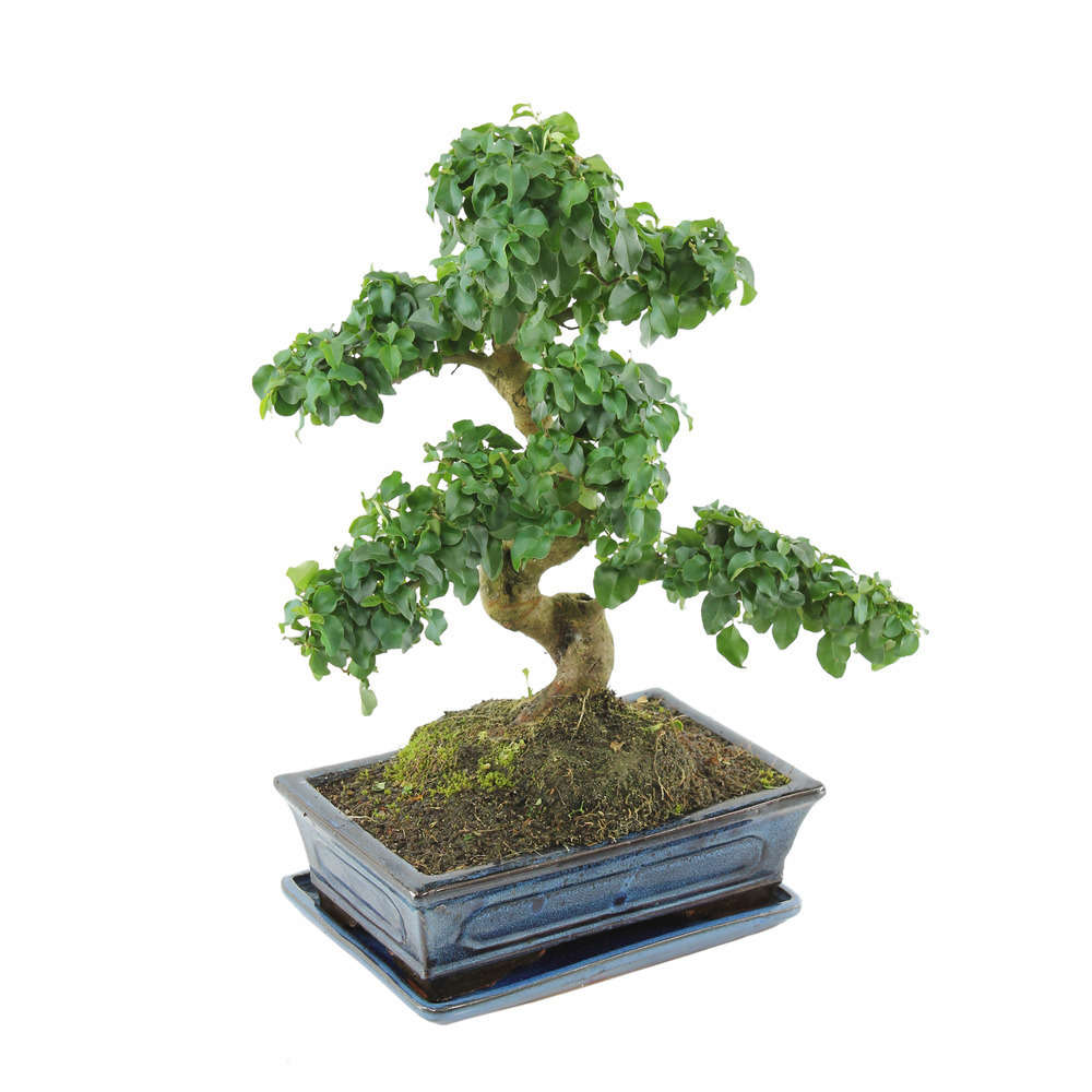 Bonsaï Ligustrum: 10-12 ans étage