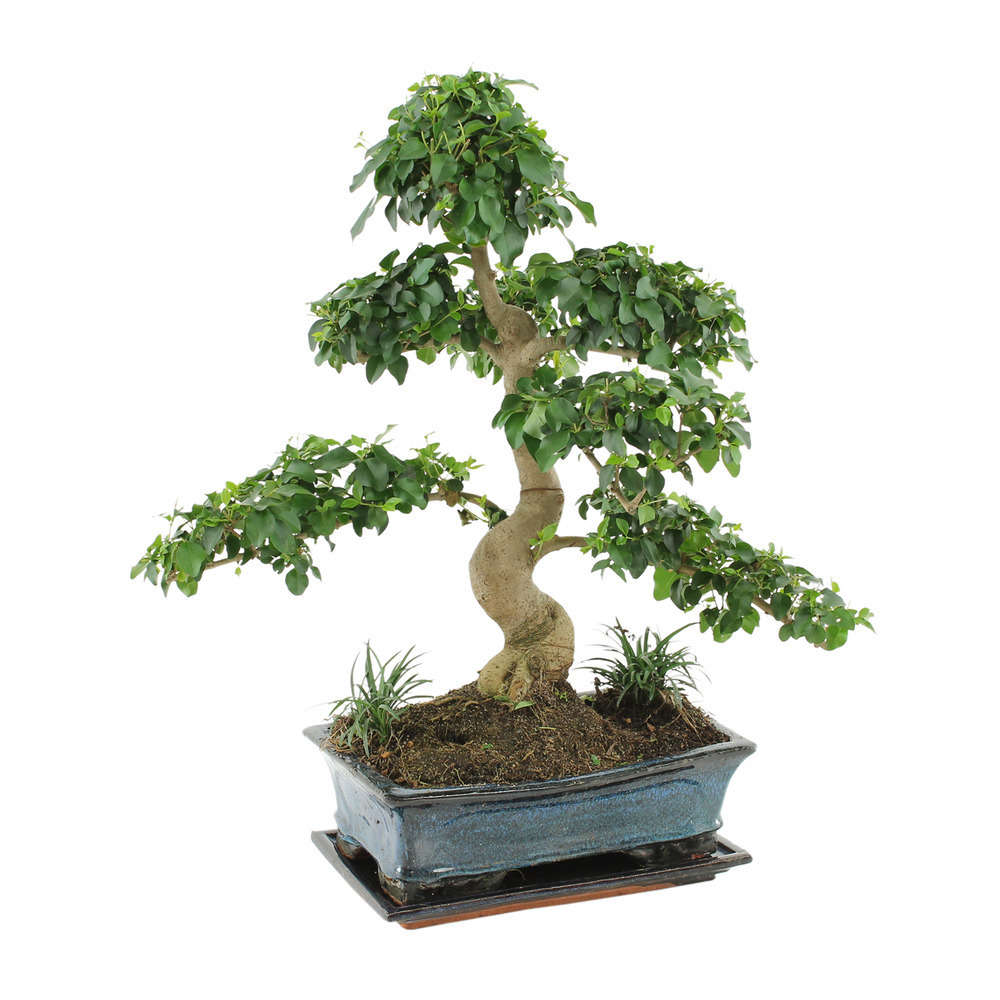 Bonsaï Ligustrum: 13-14 ans étage
