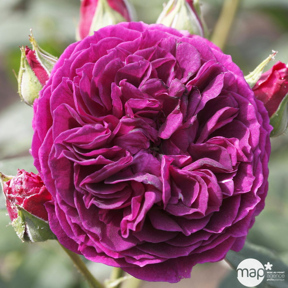 Rosier buisson pot 5L