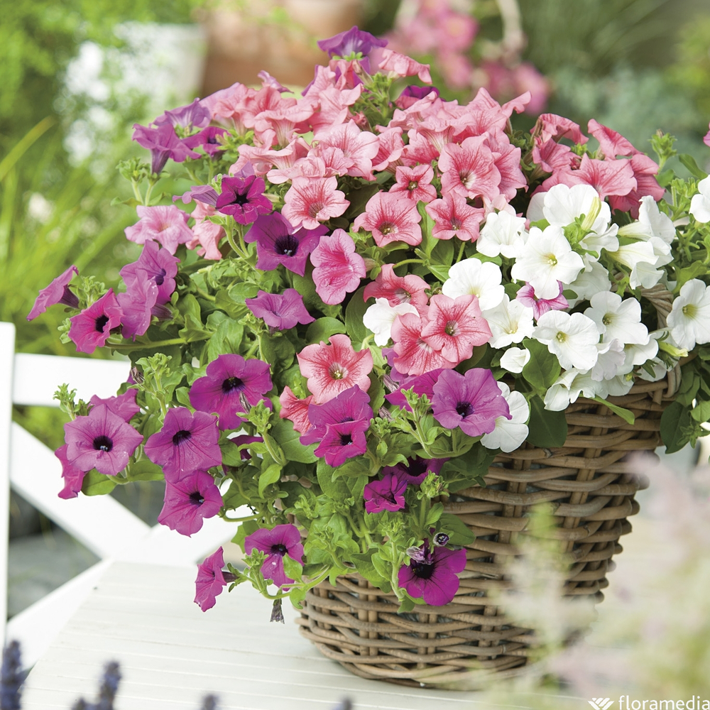 Pétunia retombant à petites fleurs: Jardinière 50cm - Coloris Variable