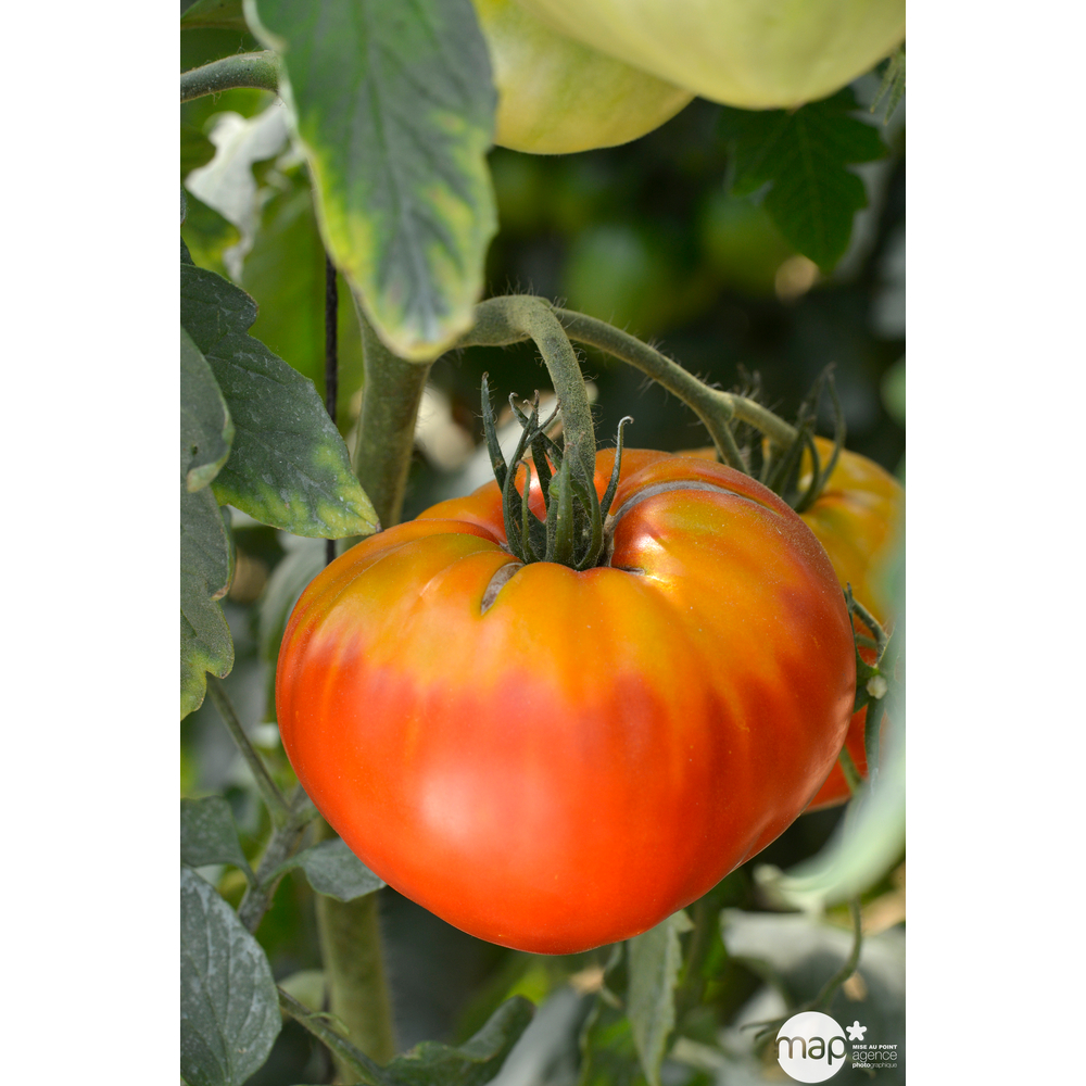 Plant de tomate 'Gourmandia' F1 : pot de 0,5 litre