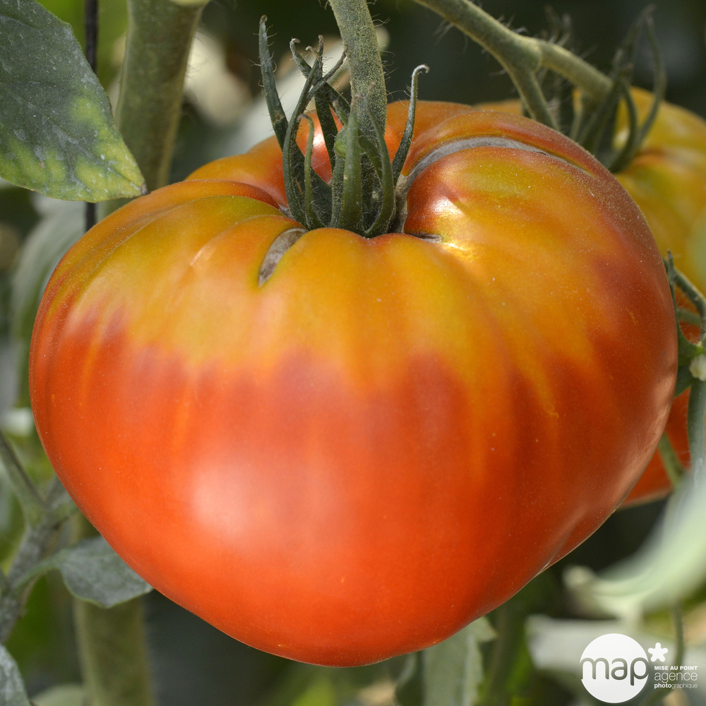 Plant de tomate 'Gourmandia' F1 : pot de 1 litre