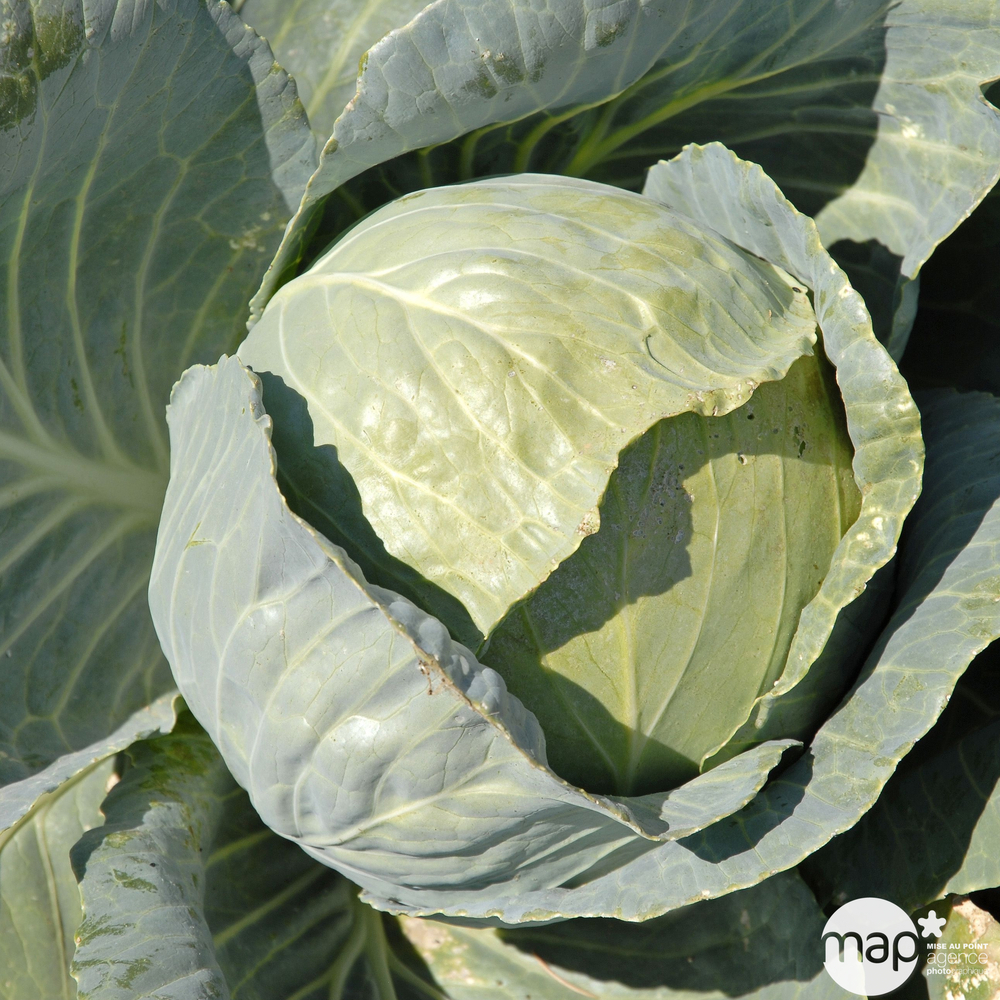 Plants de choux cabus 'Guardian' F1 : barquette de 6 plants