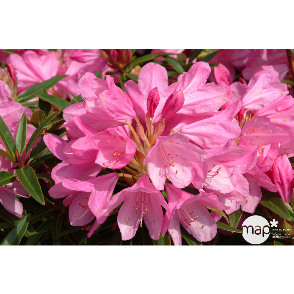 Rhododendron x 'Graziella':H 40/50 cm conteneur 7 litres