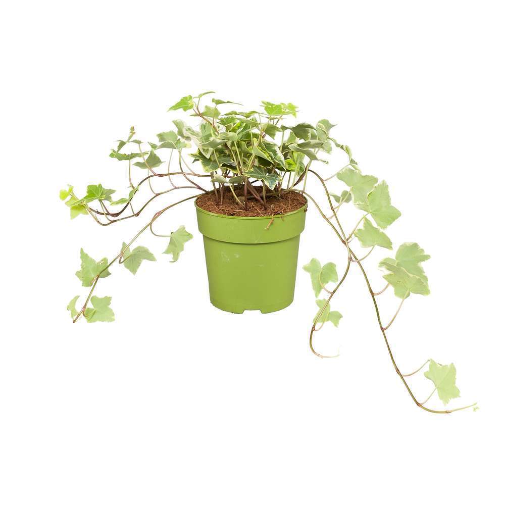 Hedera Helix panaché : Pot Ø 12 cm