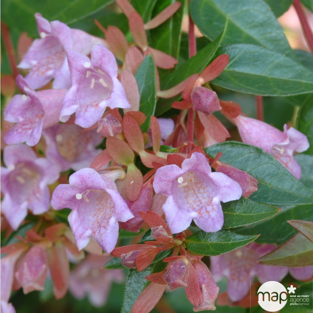 Abelia Grandiflora : Sherwood C4. 5L